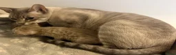 Serengeti cats for sale: Adorable Tica reg Serengeti kittens  in Keith - Advert 2