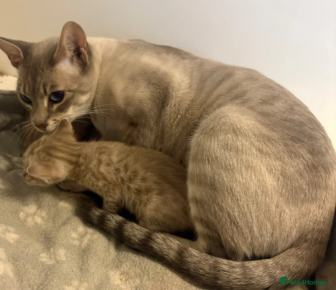 Serengeti cats for sale: Adorable Tica reg Serengeti kittens  in Keith - Advert 2