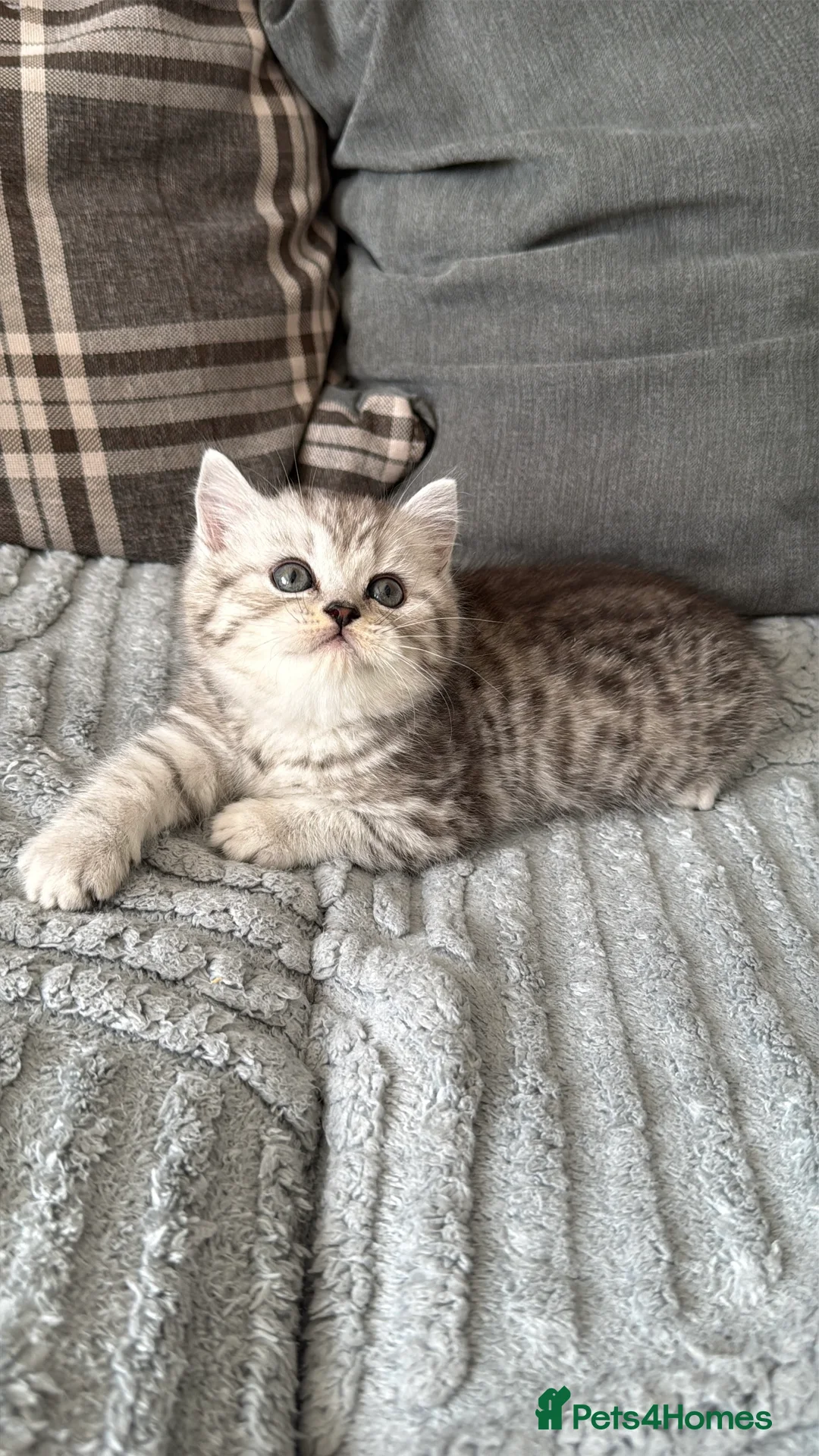 British Shorthair cats for sale: Beautiful boys kittens  - Advert 2
