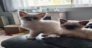 Ragdoll cats - Advert 3