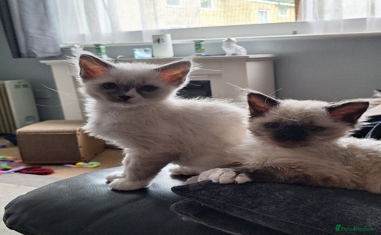 Ragdoll cats - Advert 16