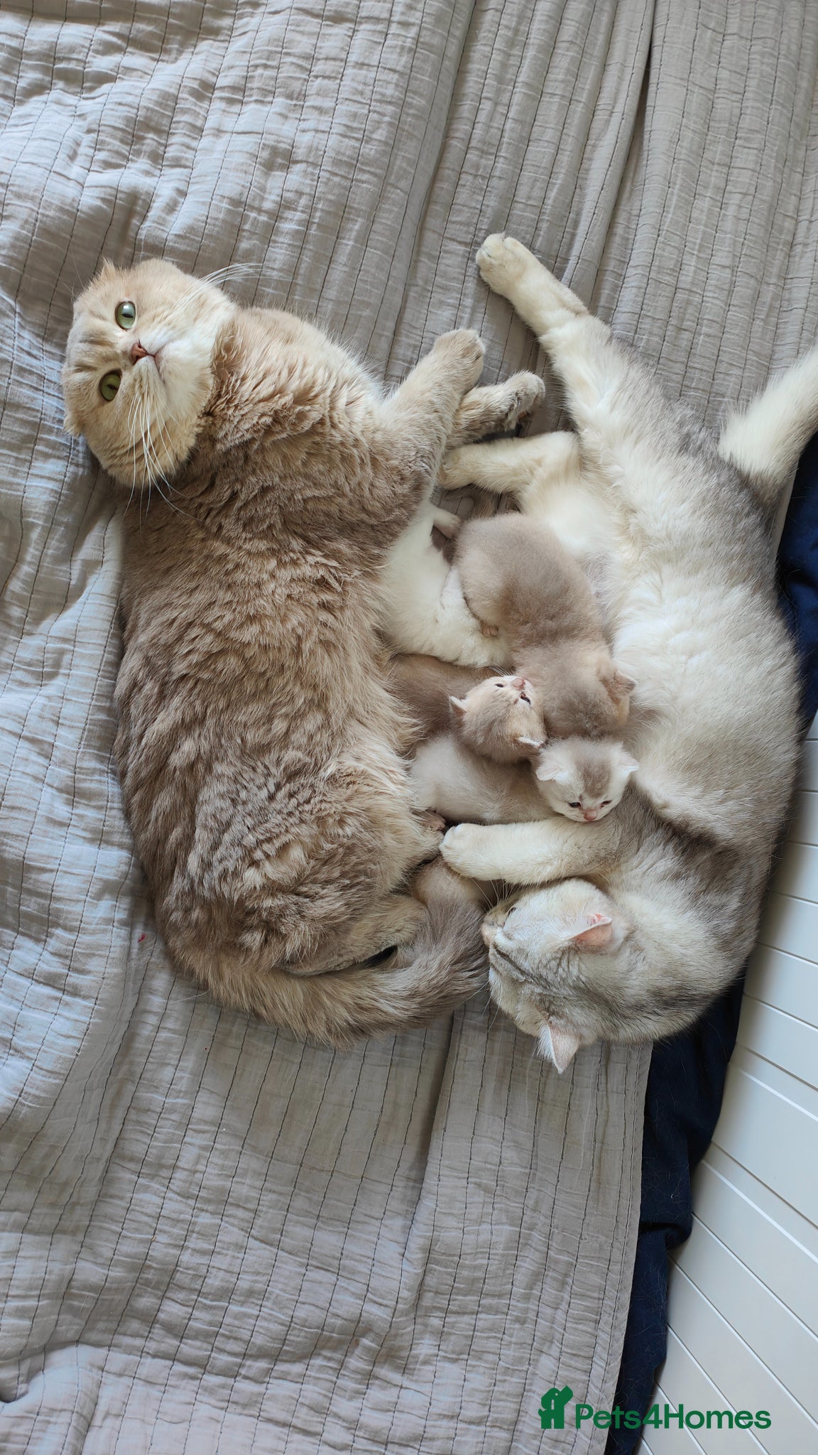 Scottish Fold cats for sale: Scottish fold - Advert 1