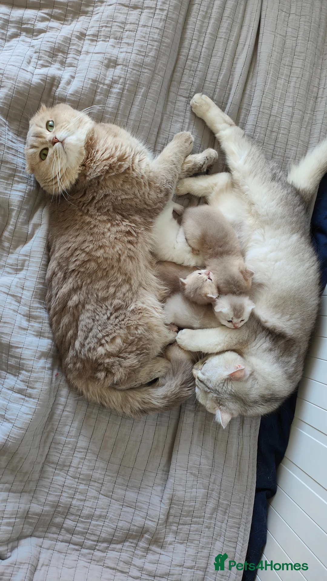 Scottish Fold cats for sale: Scottish fold - Advert 1