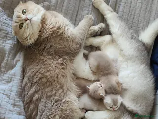 Scottish Fold cats for sale: Scottish fold - Advert 1