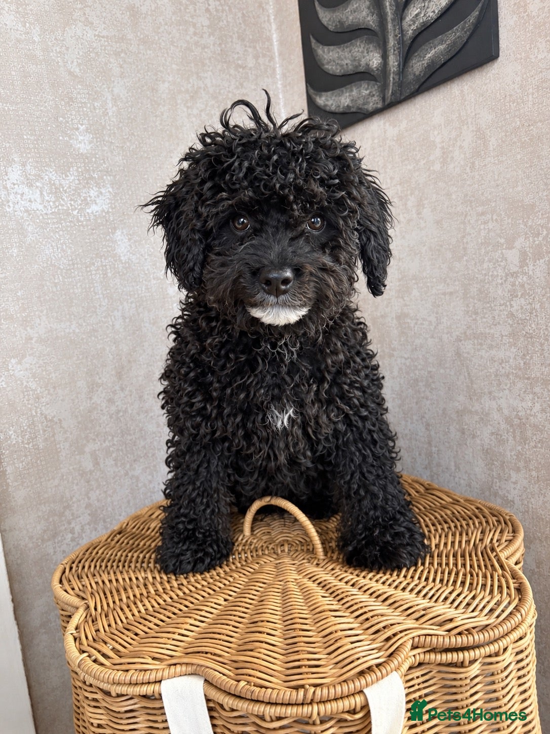 Mixed Breed dogs Yorkie poo Boy for sale  - Advert 1