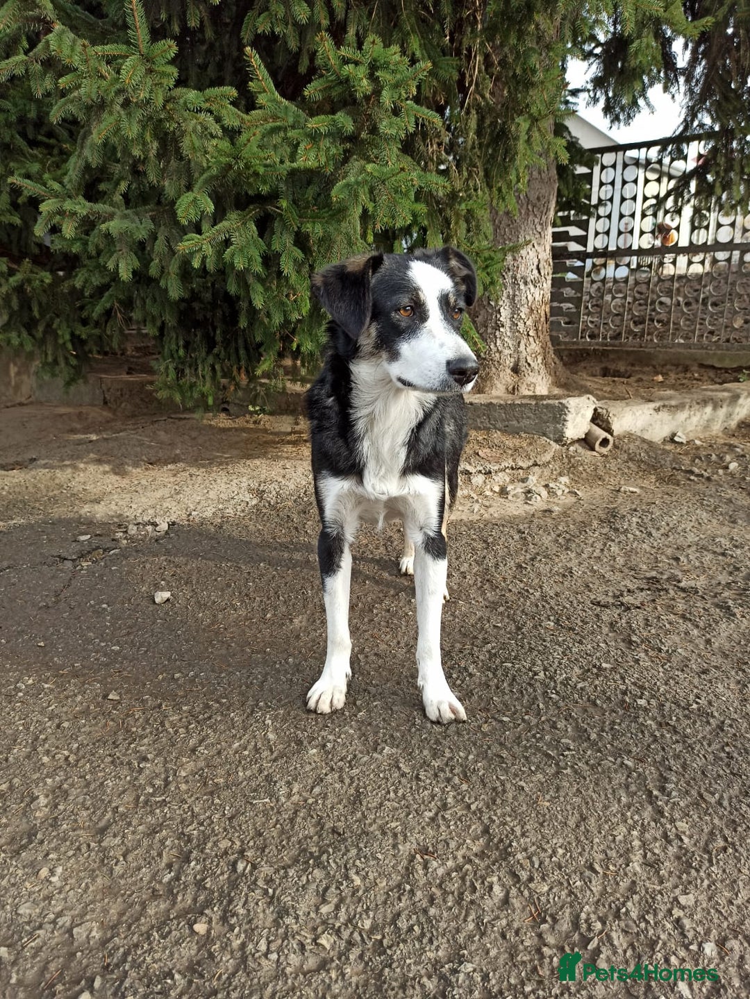 Mixed Breed dogs for adoption: 💙BENNY💙 – Dreams of His First Birthday at Home - Advert 32