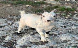 Goats livestock for sale: Pygmy Goats Ready Now  - Image 3