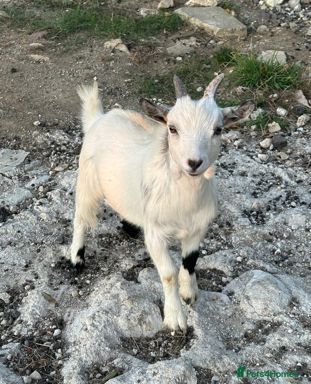 Goats livestock for sale: Pygmy Goats Ready Now  - Image 3