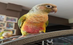 Conures birds for sale: Pineapple conures looking for new home.  - Image 12