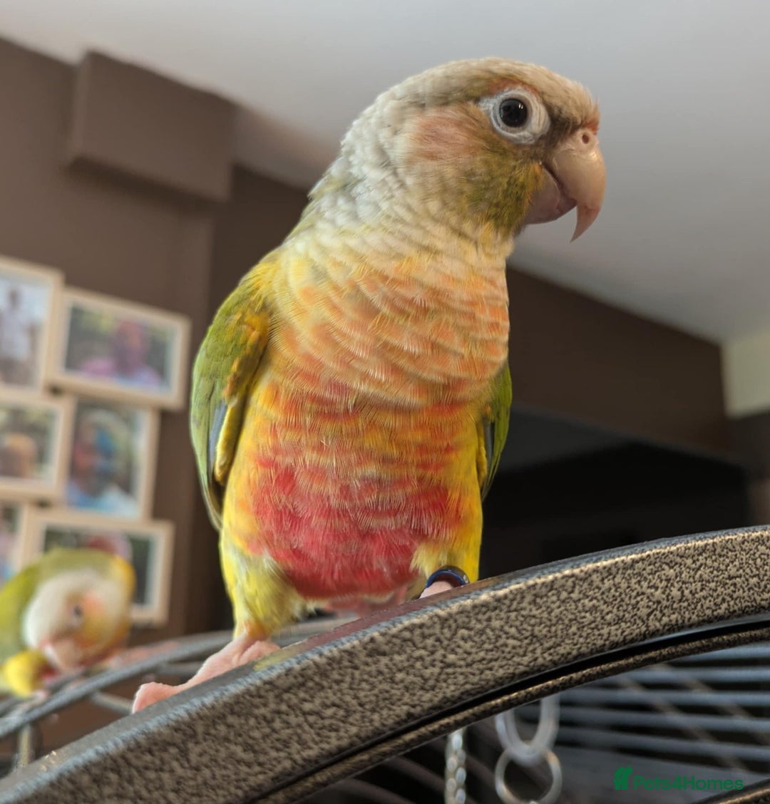 Conures birds for sale: Pineapple conures looking for new home.  - Image 12
