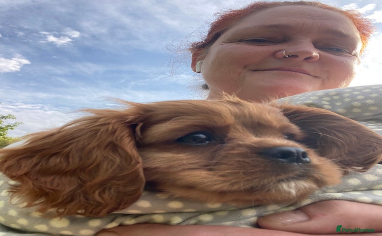 Cavalier King Charles Spaniel dogs - Advert 5
