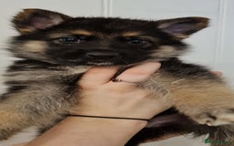 German Shepherd dogs for sale: German Shepherds by Shawhhead Shepherds  - Image 3