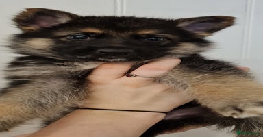 German Shepherd dogs - Advert 1