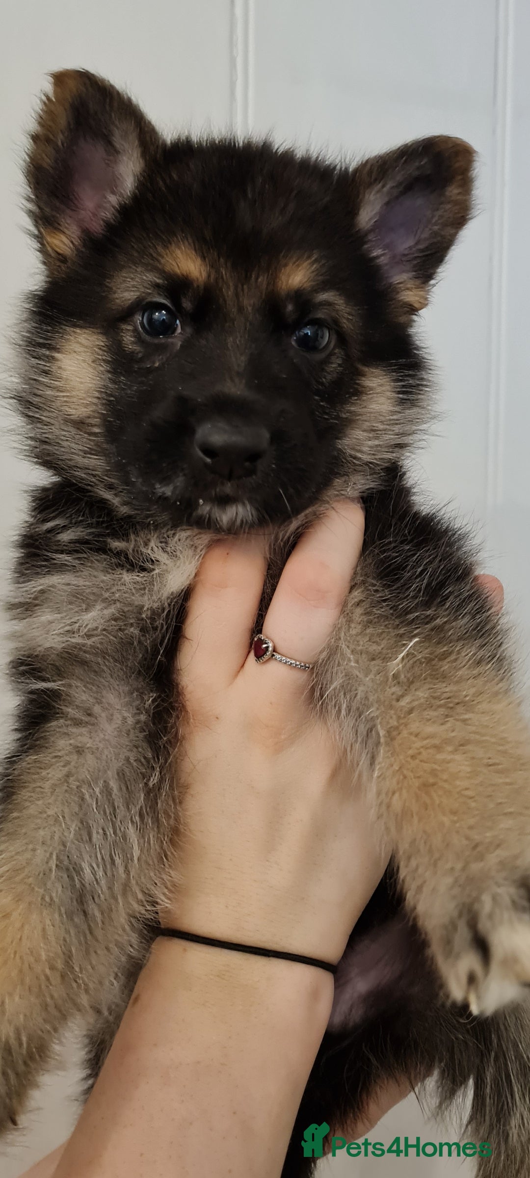 German Shepherd dogs for sale: German Shepherds by Shawhhead Shepherds  - Image 3