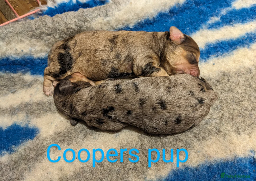 Miniature Poodle dogs for stud: Silver blue merle miniature poodle  in Canterbury - Advert 4