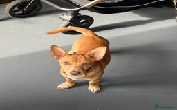 Mixed Breed dogs for sale: reggie roo - Image 5