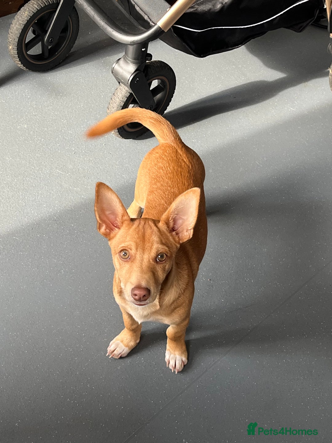 Mixed Breed dogs for sale: reggie roo - Image 5