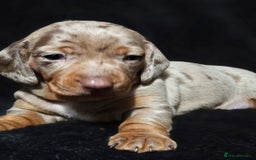 Dachshund dogs for sale: Billy  - Image 8