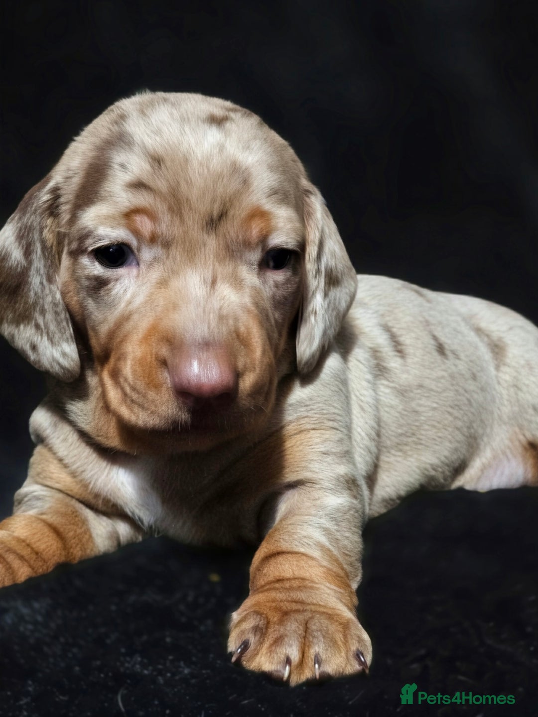 Dachshund dogs for sale: Billy  - Image 8