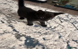 Bengal cats for sale: Mixed Breed Kittens  - Image 20