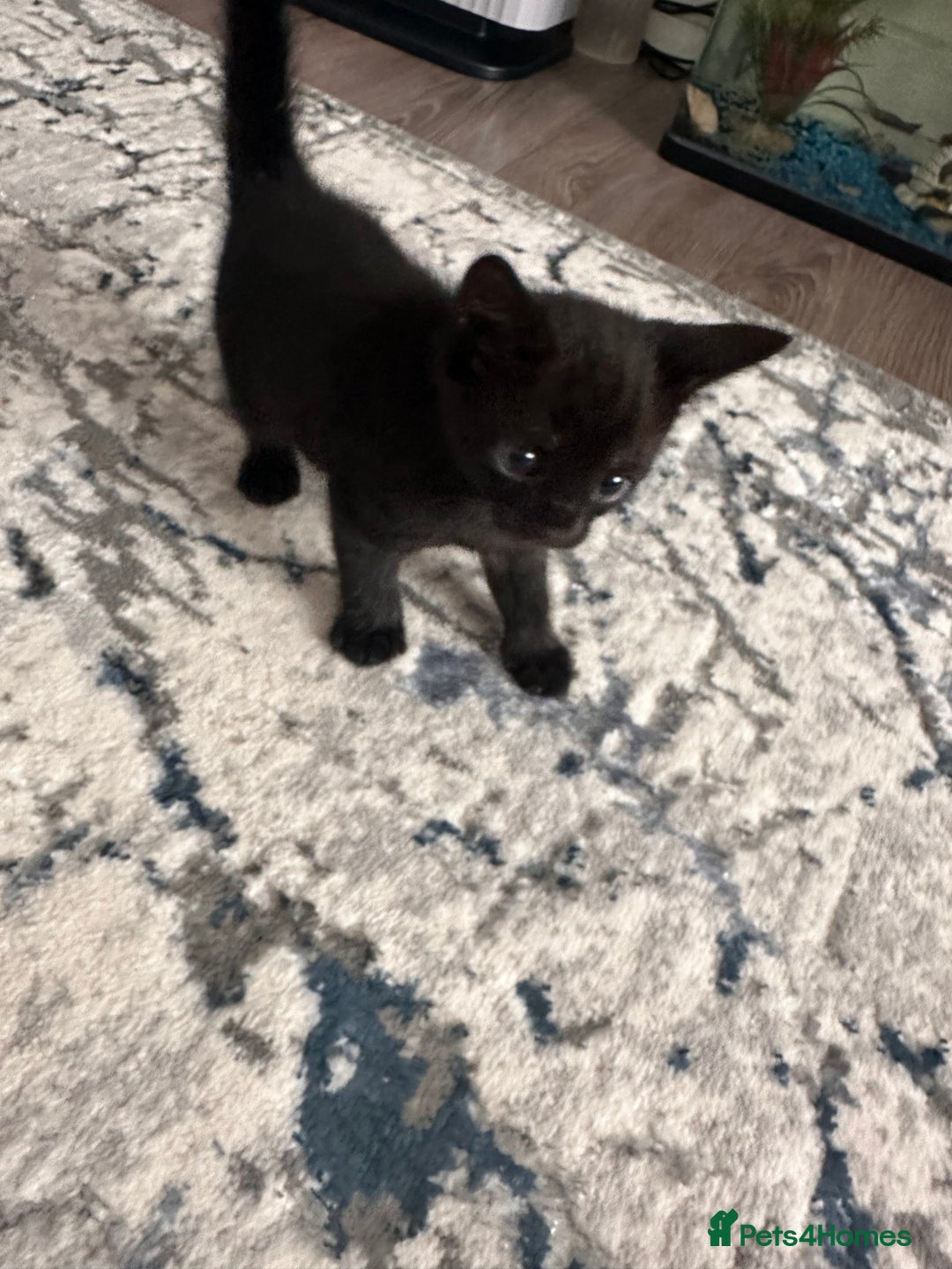 Bengal cats for sale: Mixed Breed Kittens  - Image 20