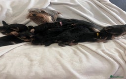 Yorkshire Terrier dogs for sale: Pure Yorkshire Terrier puppies for sale  - Image 13