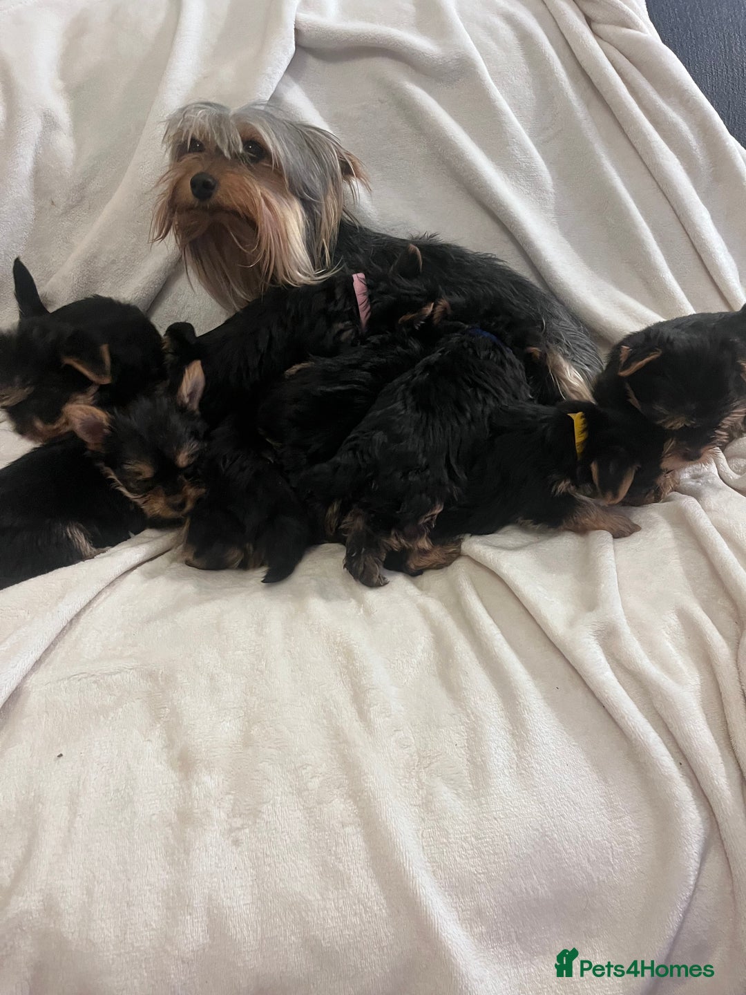 Yorkshire Terrier dogs for sale: Pure Yorkshire Terrier puppies for sale  - Image 13