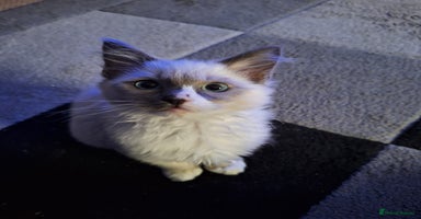 Ragdoll cats - Advert 10
