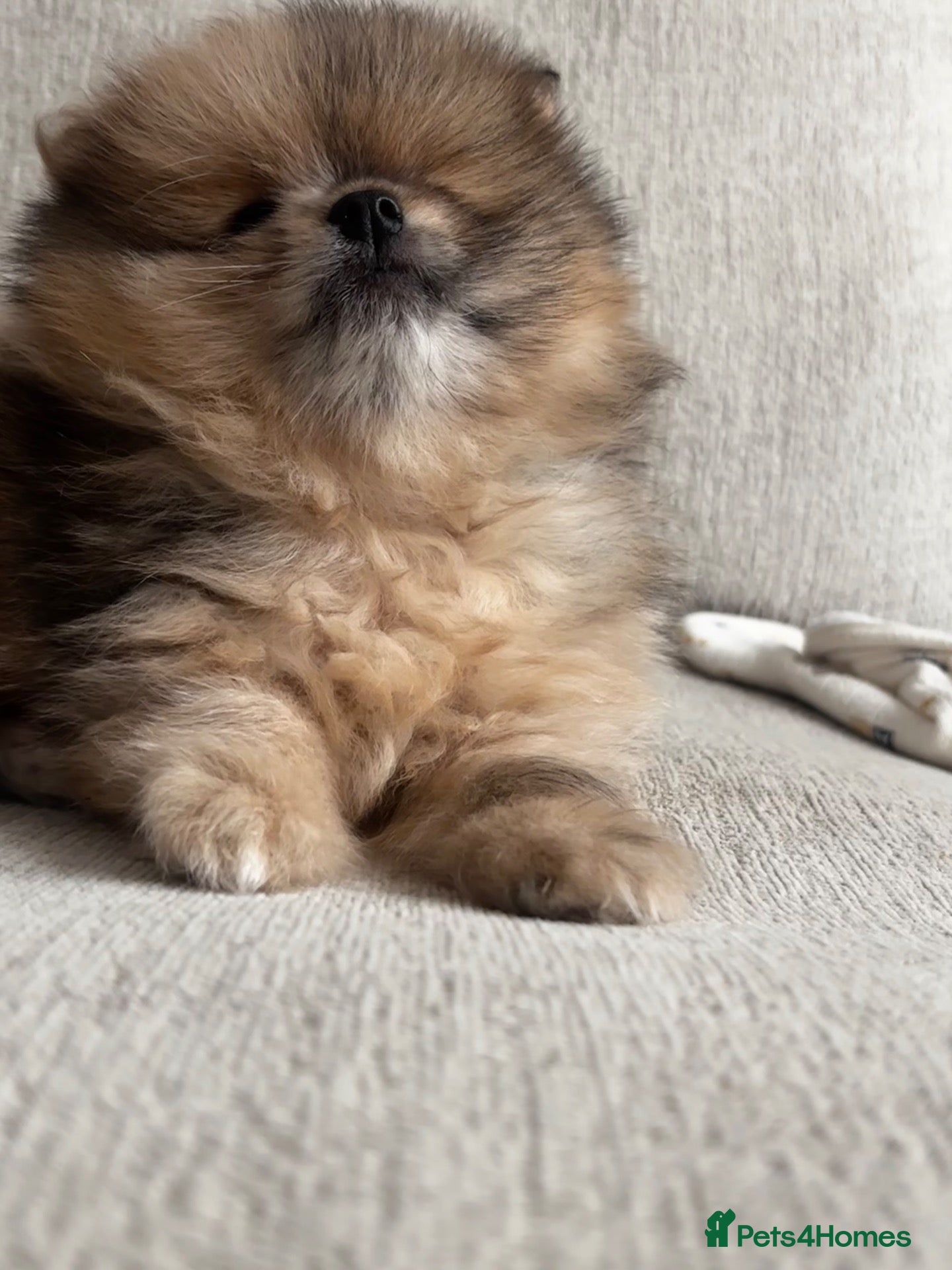 Pomeranian dogs Beautiful teddy sable pomeranian boy  - Advert 18