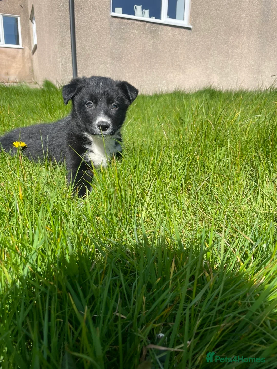 Border Collie dogs for sale: Gorgeous Collies - Advert 2