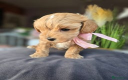 Maltipoo dogs for sale: LAST 🩷 BOY  looking forever home 🏡 😍  - Image 18