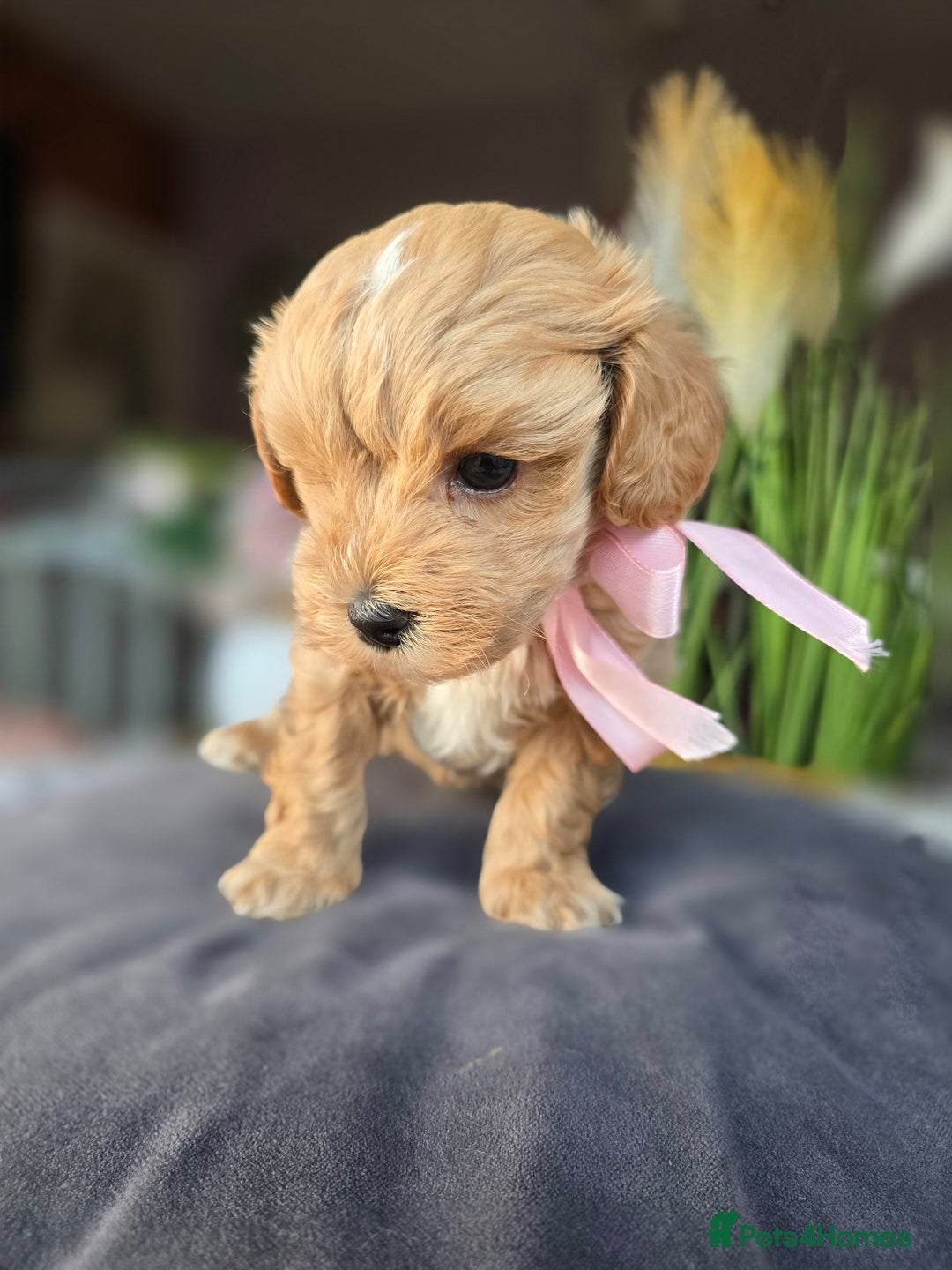 Maltipoo dogs for sale: LAST 🩷 BOY  looking forever home 🏡 😍  - Image 18