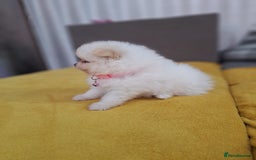 Pomeranian dogs for sale: Exellent quality mini ** pomeranian puppies  - Image 5