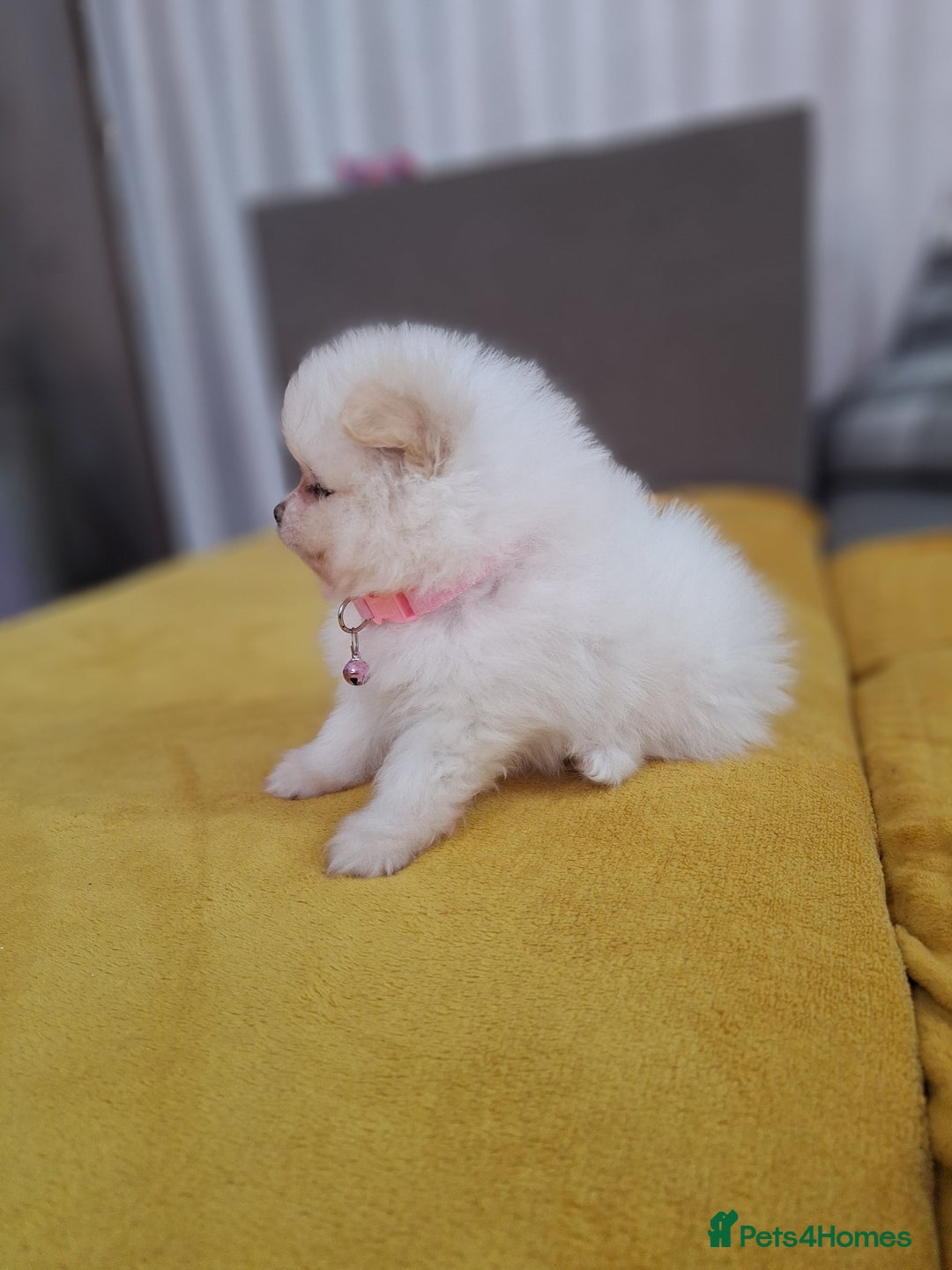 Pomeranian dogs for sale: Exellent quality mini ** pomeranian puppies  - Image 5