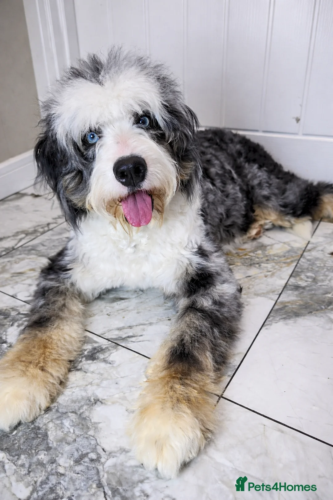 Bernedoodle dogs for sale: Waiting List Open - Advert 2