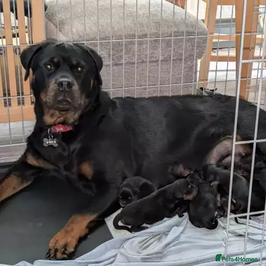 Rottweiler dogs for sale: Rottweiler - Advert 1