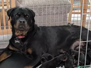 Rottweiler dogs Rottweiler - Advert 17