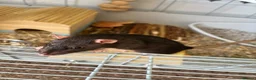 Rat rodents for sale: 2 Female Rats  - Advert 3