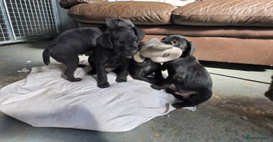 Patterdale Terrier dogs - Advert 4