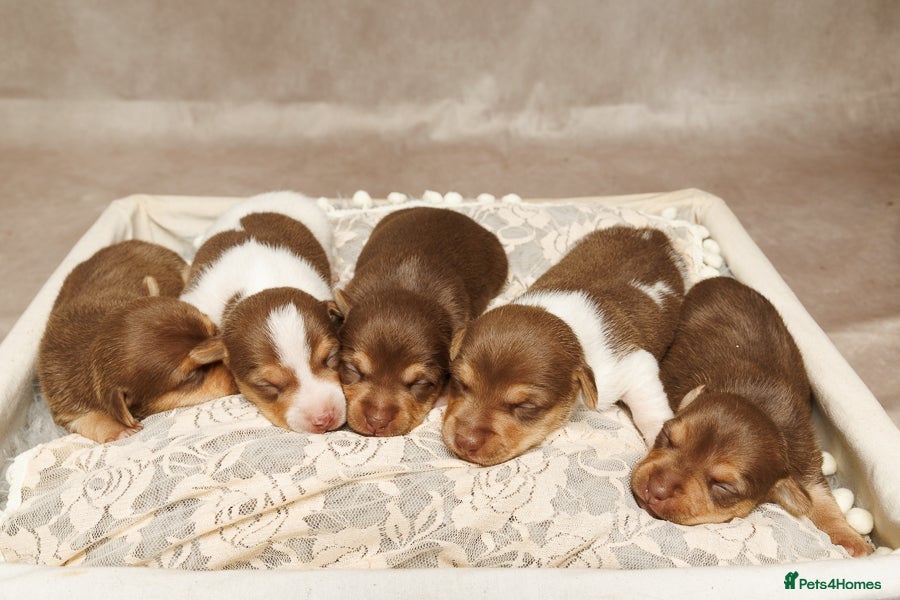 Jack Russell dogs Small Jack Russell pups  - Advert 13
