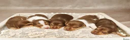 Jack Russell dogs for sale: Small Jack Russell pups  - Advert 1
