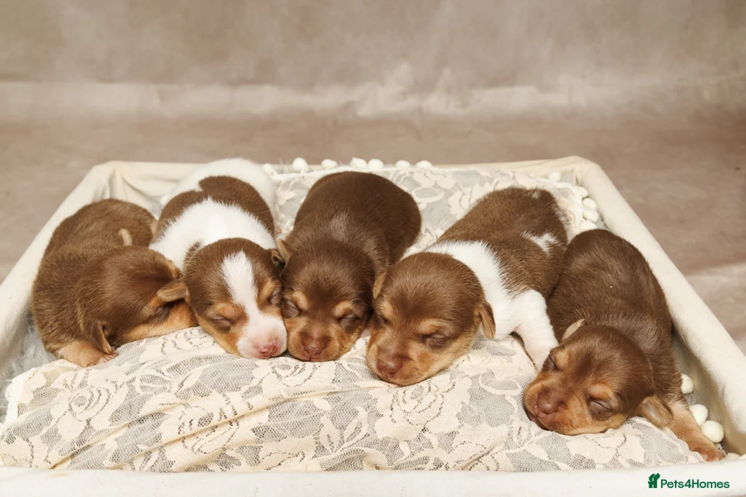 Jack Russell dogs for sale: Small Jack Russell pups  - Advert 1