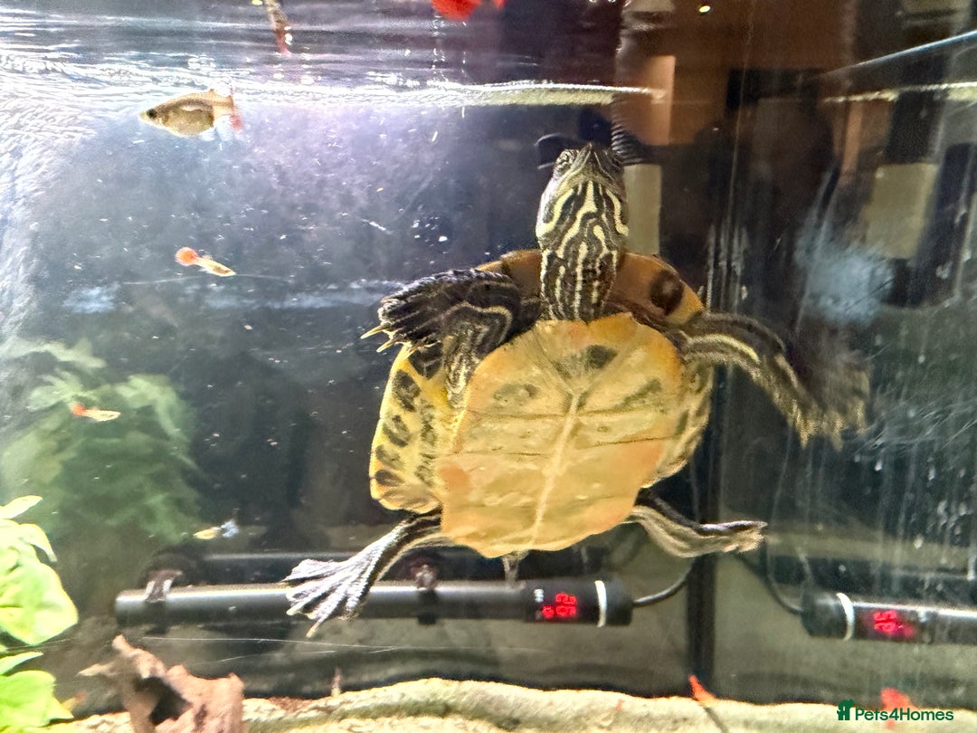Turtle reptiles for sale: 240L tank & turtles for sale  - Advert 7