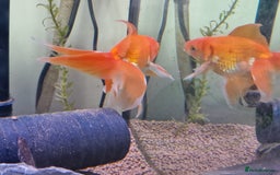 Fancy Goldfish fish for sale: Fancy Goldfish  - Image 5