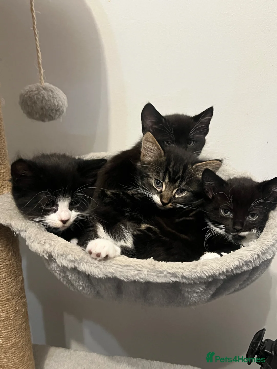 Mixed Breed cats for sale: Adorable kittens looking for their forever homes!  - Advert 1