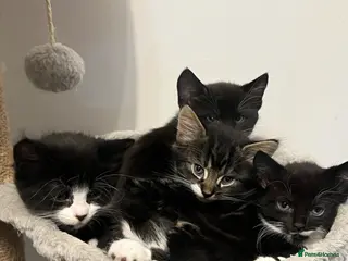 Mixed Breed cats Adorable kittens looking for their forever homes! - Advert 2