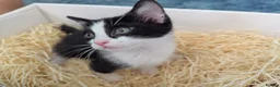 Mixed Breed cats for sale: Black and white female kitten in Dagenham - Advert 2