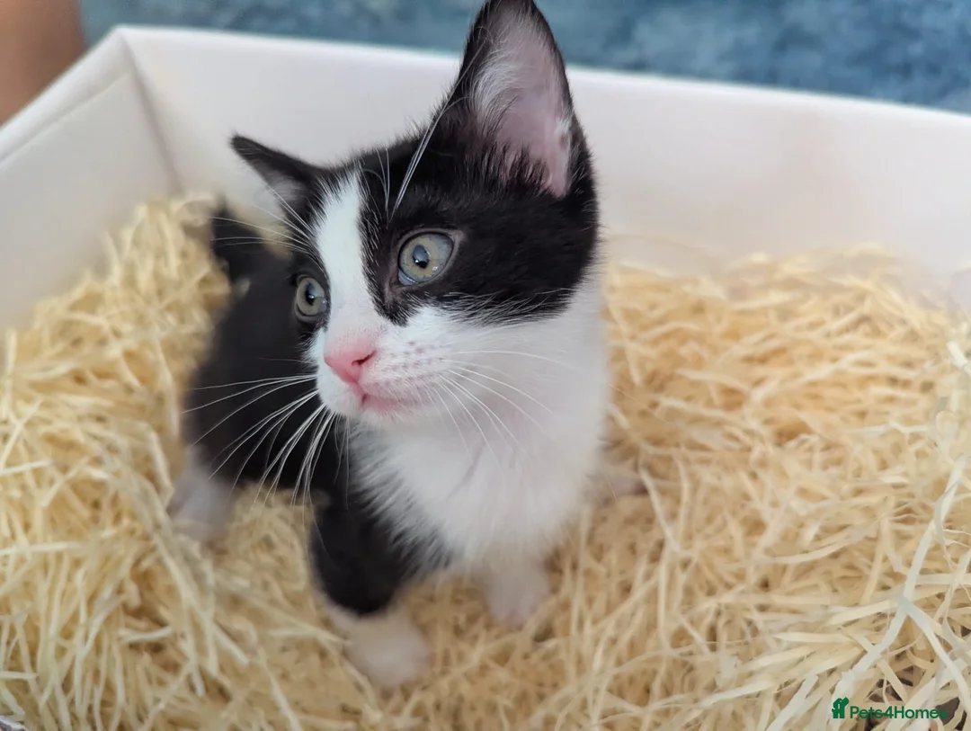 Mixed Breed cats for sale: Black and white female kitten in Dagenham - Advert 2