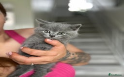 British Shorthair cats for sale: 🐈‍⬛ READY NOW - British Shorthair 🐈‍⬛ - Image 5