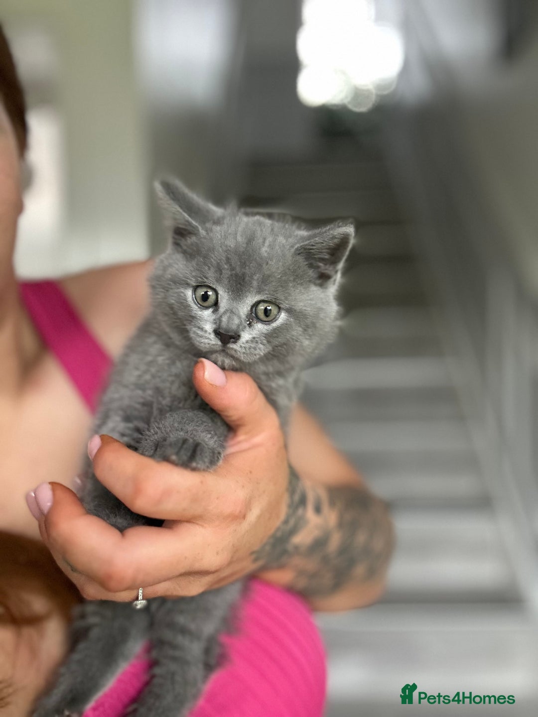 British Shorthair cats for sale: 🐈‍⬛ READY NOW - British Shorthair 🐈‍⬛ - Image 5